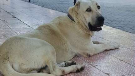 Bu köpeği bulana Antalya'da bir hafta tatil...