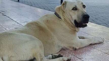 Kayıp köpeği bulan adam karşılığında yavrusunu istedi...