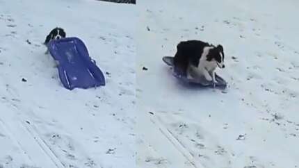 Karda kayak yapan köpek
