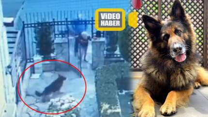 Eşini ısıran köpeği silahla vurdu!