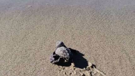 Caretta carettalar ilk kez Marmara'ya yuva yaptı