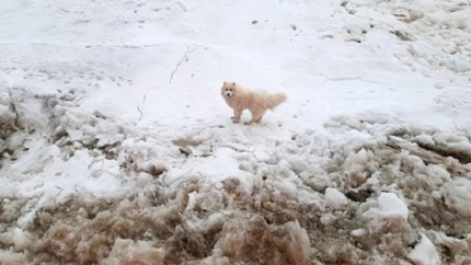 Buzullarda mahsur kalan köpek böyle kurtarıldı