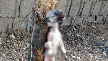 Yavru köpeğin ayaklarını kesip, ağaca astılar