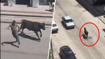 Kaçan kurbanlık boğa ortalığı birbirine kattı! Hızını alamayıp kafeye girdi!