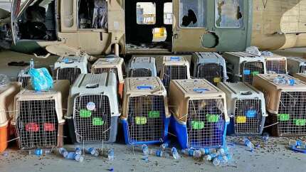 ABD ordusu için çalışan köpekler arkada bırakılarak ölüme terk edildi!