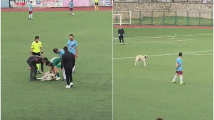 Bursa'da oynanan amatör küme maçında davetsiz misafir... Sahaya giren köpek canı sıkılınca çıktı