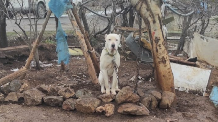 Pitbull köpeğin sahibine ibretlik ceza