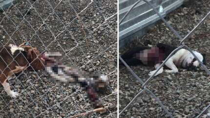 Çanakkale Belediye Barınağı'nda aç kalan pitbulllar birbirini parçaladı!