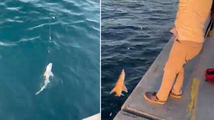Beykoz'da ilginç anlar! Balık tutan vatandaşın oltasına köpek balığı takıldı!