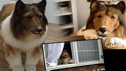 En büyük hayali gerçek oldu: Kendini köpeğe dönüştürdü!
