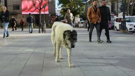 Bitlis’te sokak köpekleri sorunu: Çocuklarımız korktuğu için okula gidemiyor