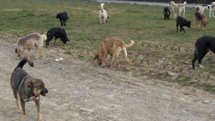 Başıboş köpek sorununa İYİ Partili isimden skandal paylaşım! Aileleri hedef gösterdi