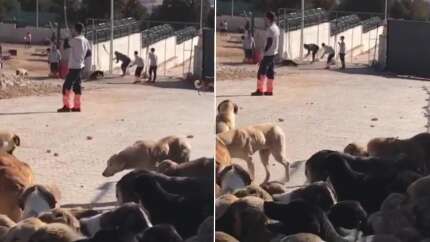 Kürekle vura vura öldürdü! Konya'daki skandal görüntü sonrası flaş gelişme: Gözaltına alındılar!