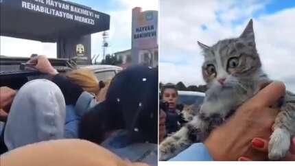 Konya'daki barınakta 2. skandal: Köpeklerden sonra bu kez de kediler!