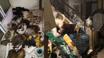 Evinde çürümüş kedi ve köpek bulunan kadının ifadesi ortaya çıktı! "Yaşlı oldukları için öldüler"