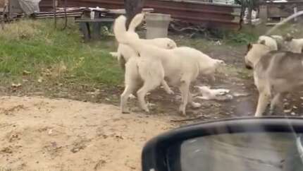 Sokak köpekleri kediyi parçaladı!