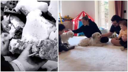 Berfu ile Eser Yenenler enkazdan çıkarılan 2 köpeği sahiplendi