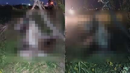 Köpekleri beslemeye giden hayvanseverler korkunç manzarayla karşılaştı: 17 köpek ağaca asılmış halde bulundu