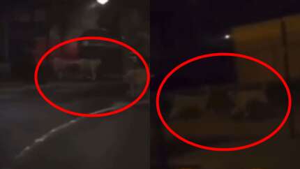 Fransa sokaklarında 3 aslan görüntülendi! Protestocular hayvanları serbest bıraktı