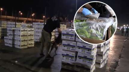 Bakan Yerlikaya duyurdu: Mersin Limanı'nda muz konteynerinden 610 kilo kokain çıktı!