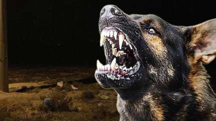 Konya'da korkunç olay! 2 yaşındaki çocuk, boş arazide köpeklerin saldırısı sonucu hayatını kaybetti