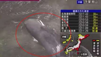 Rusya'daki deprem Japonya'yı sarstı!  Tsunami sonrası canlı yayında balinalar karaya oturdu