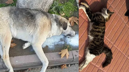 Amasya'da dehşet! Çok sayıda kedi ve köpek ölü bulundu! Katili bulana ödül verilecek!