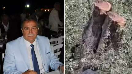 Milas'ta zeytin katliamı! Asırlık ağaçlara kim kıydı? CHP'nin yalan siyasetine AK Parti'den salvo: Suçüstü yakalandınız! Valilik soruşturma başlattı...