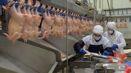 Birçok markette tavuk ürünlerinin fiyatları indi