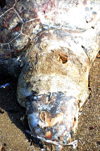caretta3