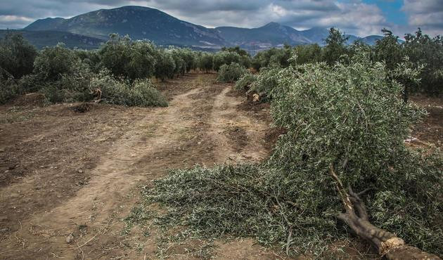 Yeni zeytin yasasına tepkiler &ccedil;ığ gibi! Zeytinyağı Tanıtım Grubu Başkanı Mehmet Semerci SuperHaber'e konuştu
