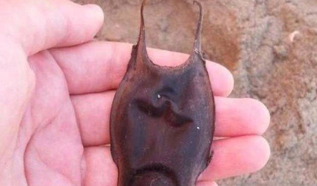 D&uuml;nyanın en tehlikeli canlıları