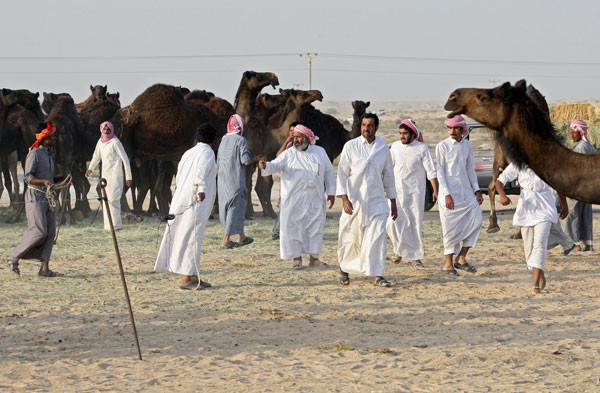 katar_deve5