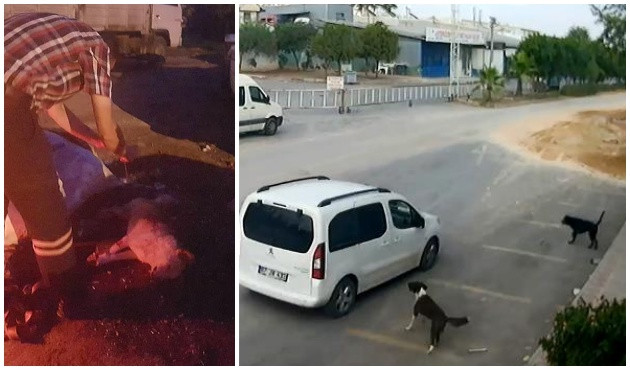 Konya ve Antalya'da k&ouml;pek katliamı! / VİDEO