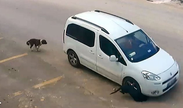 O cani yakalandı! Bakın k&ouml;peği neden ezmiş?