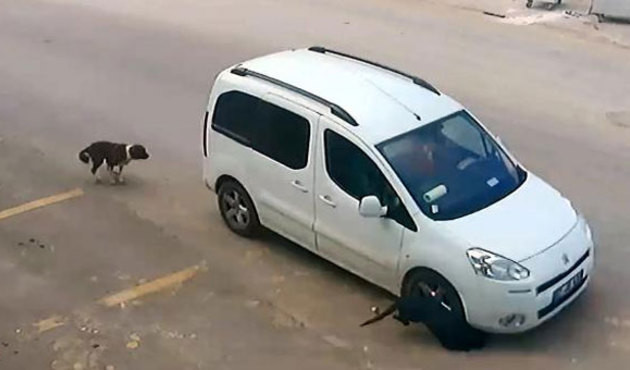 'K&ouml;peği ezen s&uuml;r&uuml;c&uuml;n&uuml;n ehliyetine el konulsun' talebi
