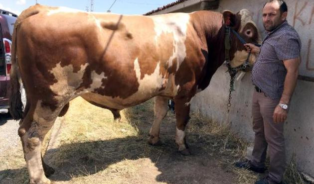 Araba fiyatına boğa! Tam 1 ton 352 kilo geliyor...