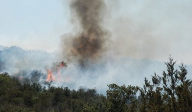 Milas'ta orman yangını! M&uuml;dahale ediliyor