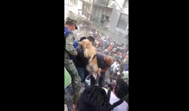 Meksika'da yaşanan b&uuml;y&uuml;k depremde, saatler sonra enkaz altından alkışlar i&ccedil;inde bir k&ouml;pek kurtarıldı...