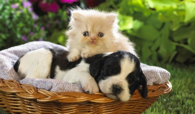 Daha &ouml;nce hi&ccedil; kendini kedi, k&ouml;pek sanan bir insanla tanıştınız mı?