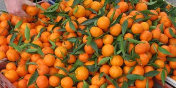 5-kilo-verdiren-mandalina-diyeti-h1455096747-3bd31f