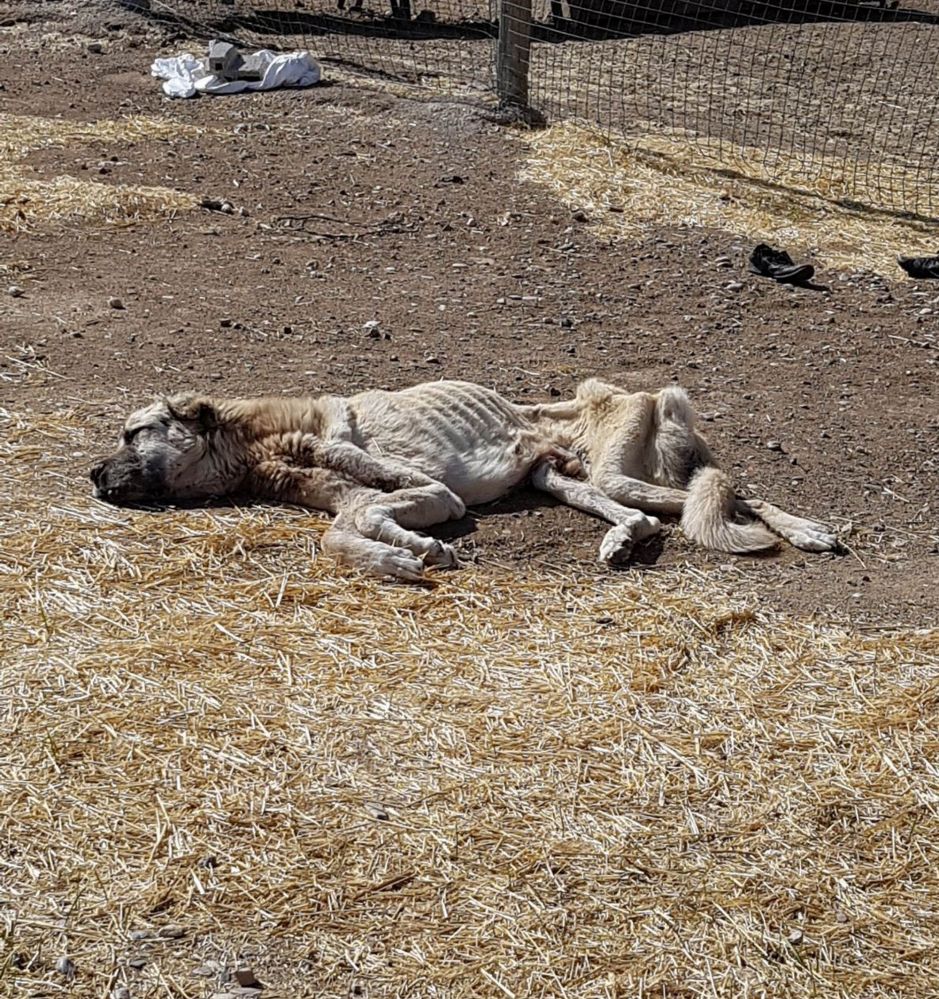 kangal_1