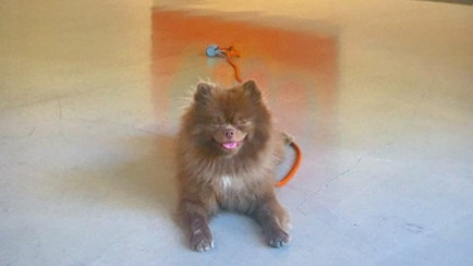 Ayıcık k&ouml;pek Bert'in barınaktan sanat galerisine uzanan hikayesi...