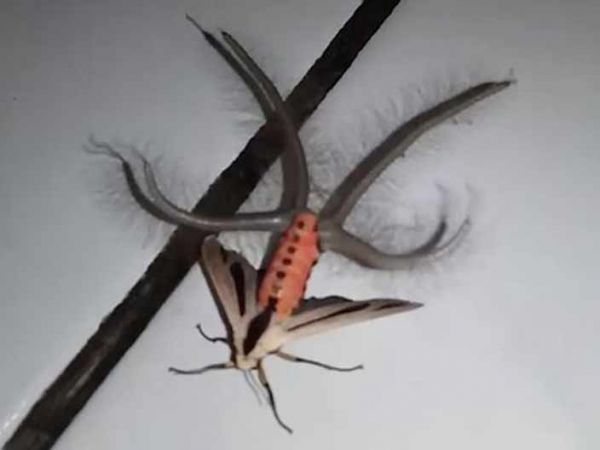 yaratAk2