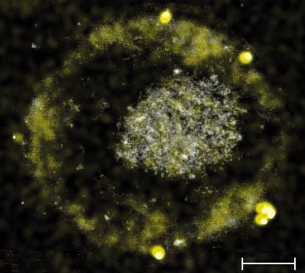 C-metallidurans_1