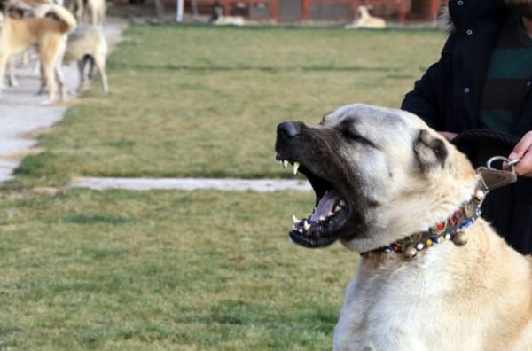 kangal11