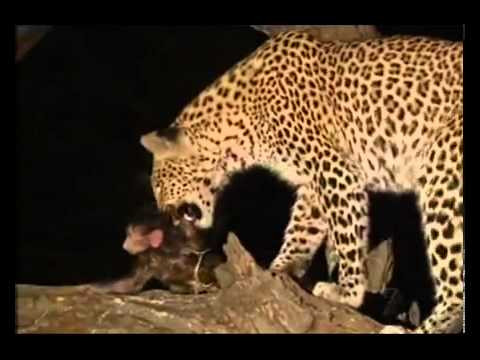leopar_ve_babun