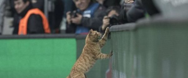 uefadan-besiktasa-kedi-sorusturmasiivHCessATUerDos8eba13Q