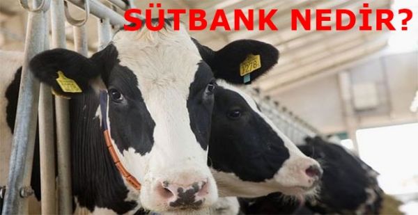 sdfsfsfSutbank_nedir_dolandrc_m_Kurucusu_kim