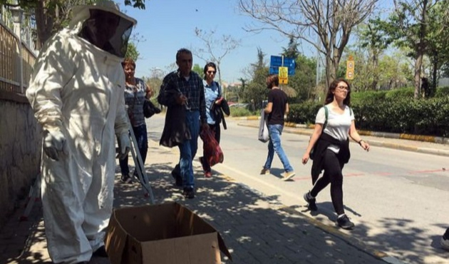 Kadık&ouml;y'de arı istilası!